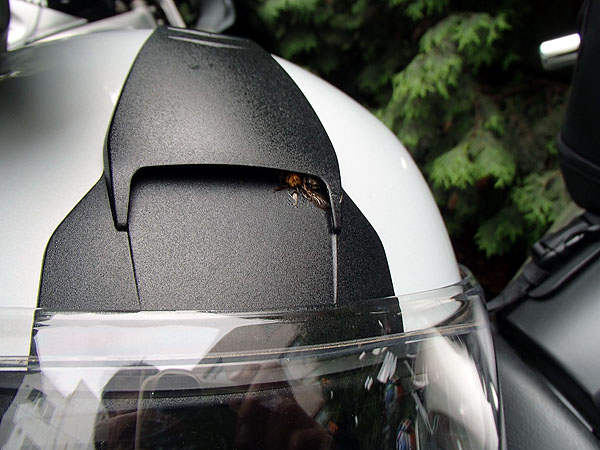 アブがエアインテークに